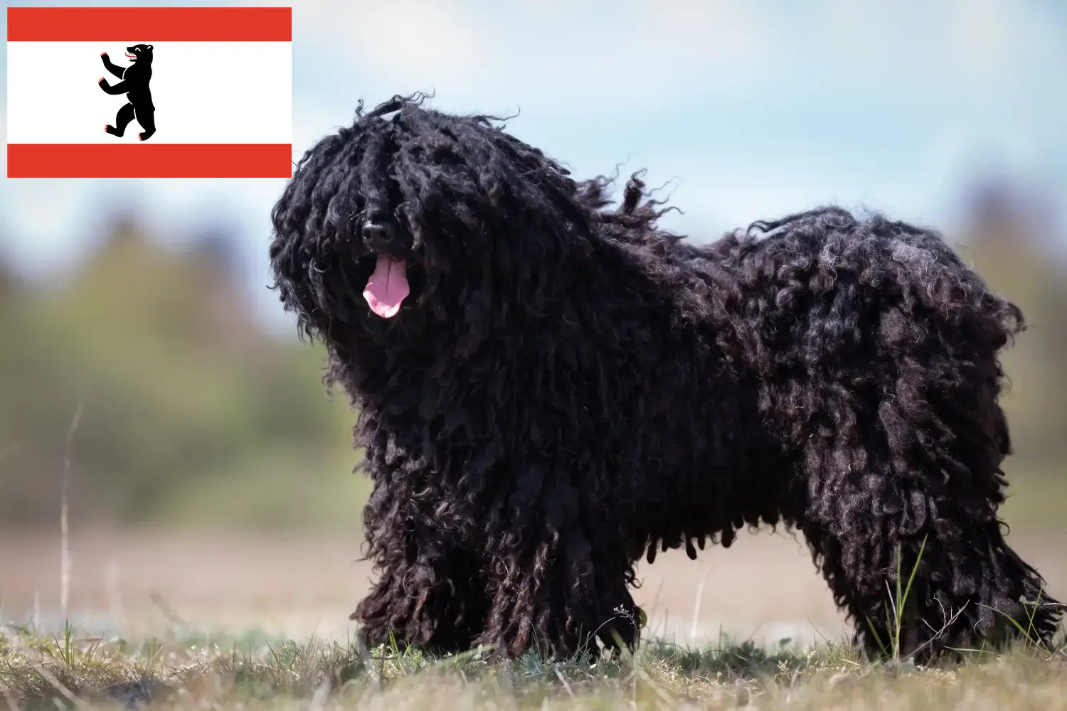 Read more about the article Puli breeders and puppies in Berlin