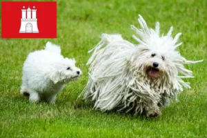 Read more about the article Puli breeders and puppies in Hamburg