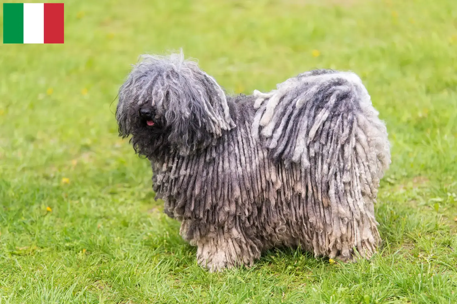 Read more about the article Puli breeders and puppies in Italy