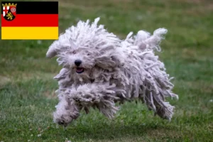 Read more about the article Puli breeders and puppies in Rhineland-Palatinate