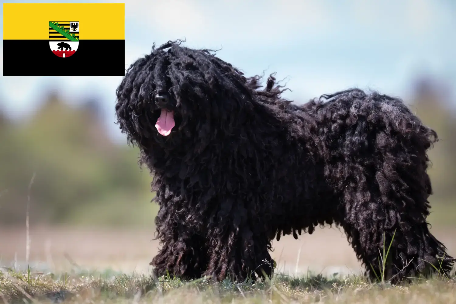 Read more about the article Puli breeders and puppies in Saxony-Anhalt
