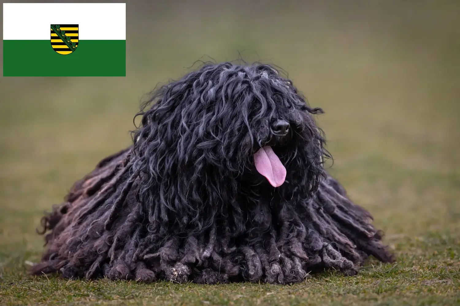 Read more about the article Puli breeders and puppies in Saxony