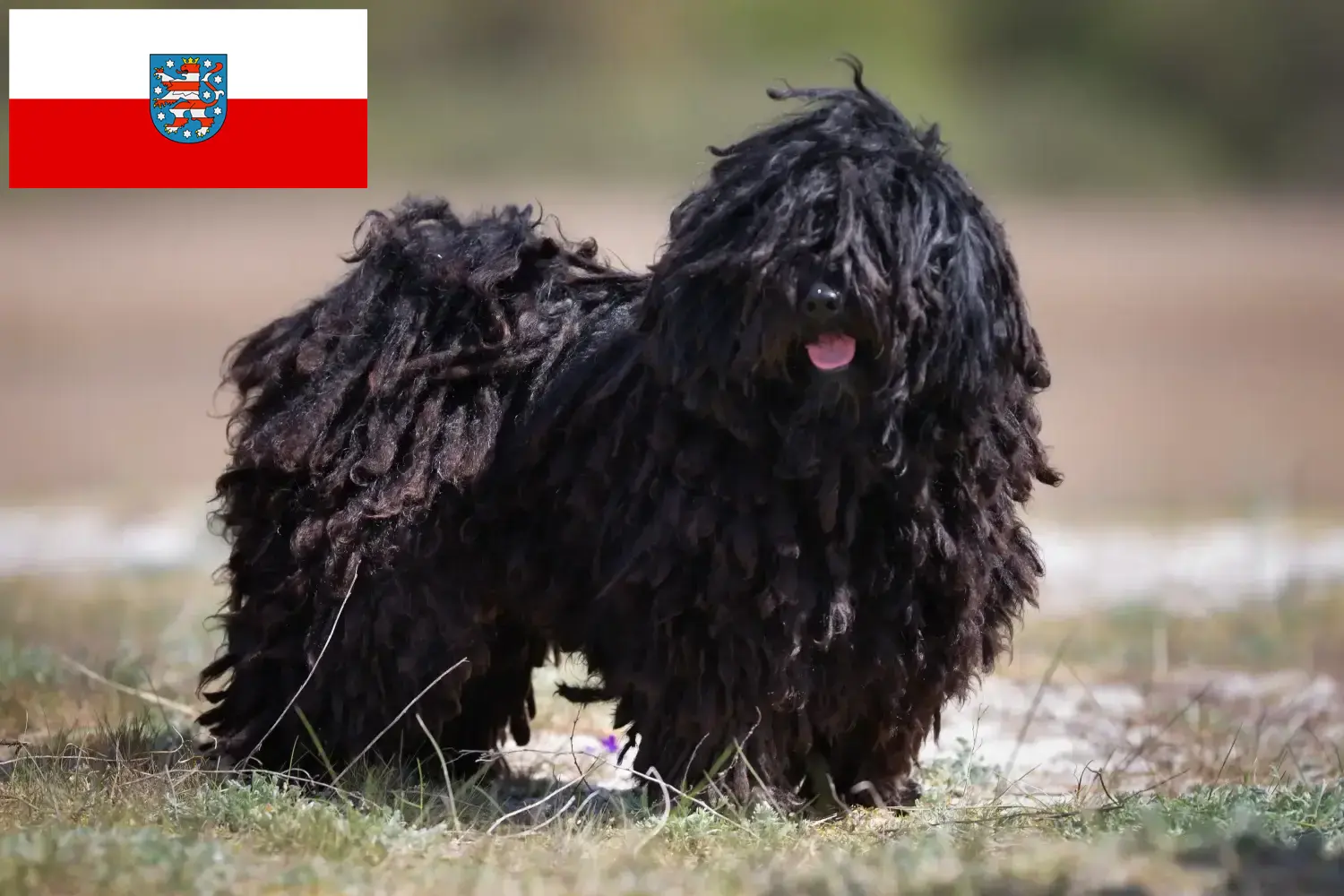 Read more about the article Puli breeders and puppies in Thuringia