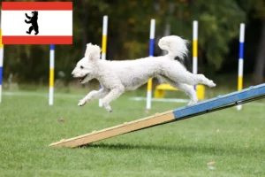 Read more about the article Pumi breeders and puppies in Berlin