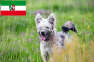 Read more about the article Pumi breeders and puppies in North Rhine-Westphalia