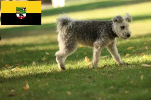 Read more about the article Pumi breeders and puppies in Saxony-Anhalt