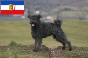 Read more about the article Pumi breeders and puppies in Schleswig-Holstein