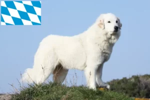 Read more about the article Pyrenean Mountain Dog Breeder and Puppies in Bavaria