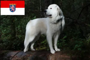 Read more about the article Pyrenean Mountain Dog Breeder and Puppies in Hessen