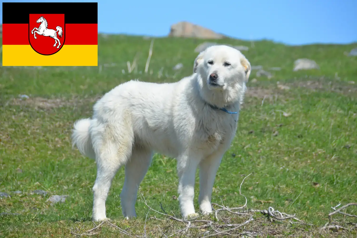 Read more about the article Pyrenean Mountain Dog Breeder and Puppies in Lower Saxony