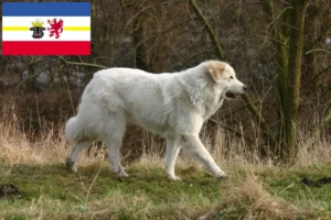 Read more about the article Pyrenean Mountain Dog Breeder and Puppies in Mecklenburg-Vorpommern