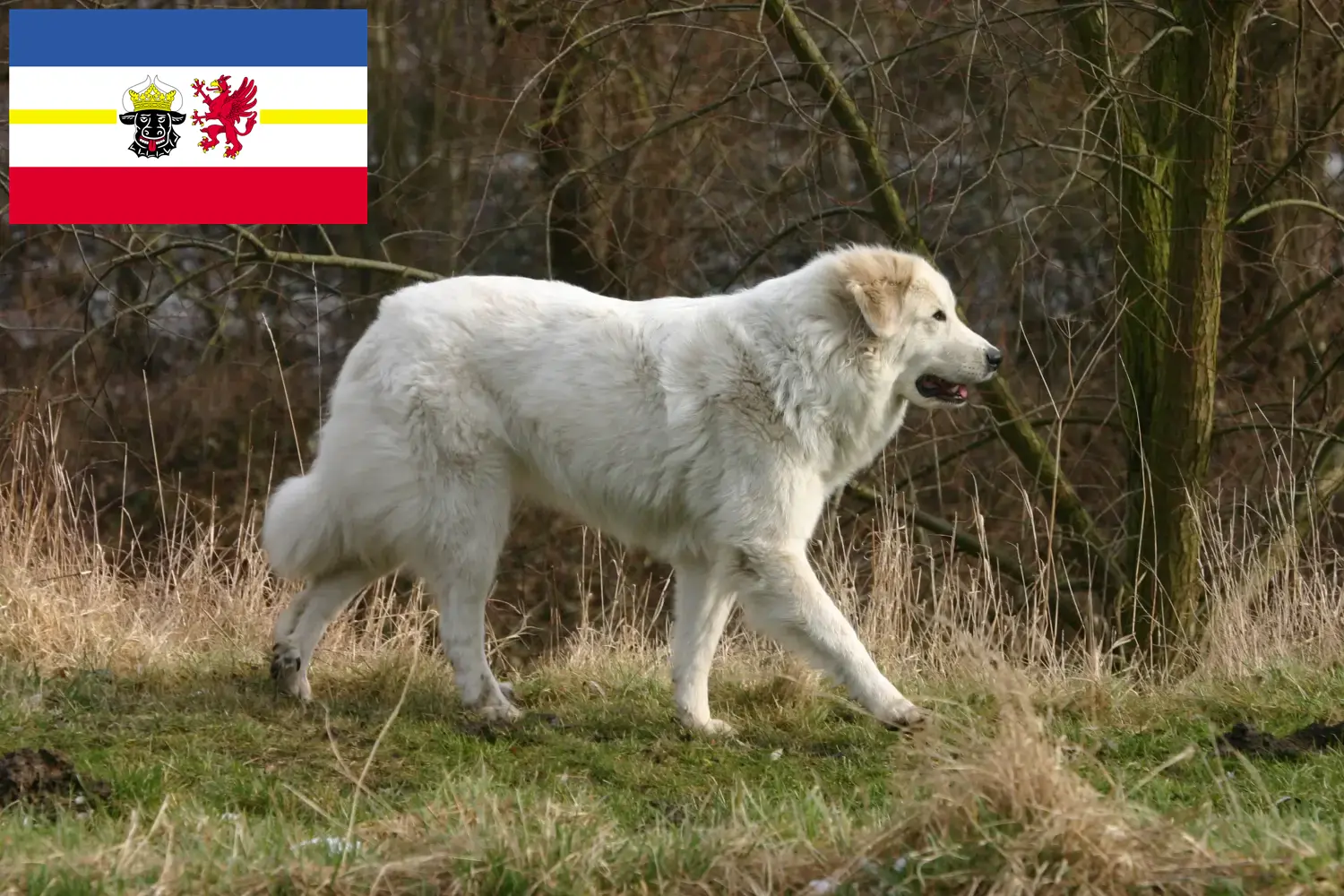 Read more about the article Pyrenean Mountain Dog Breeder and Puppies in Mecklenburg-Vorpommern