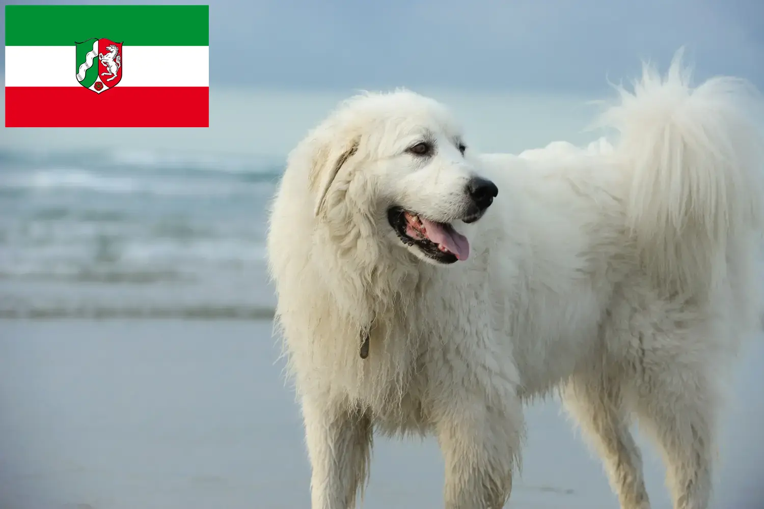 Read more about the article Pyrenean Mountain Dog breeders and puppies in North Rhine-Westphalia