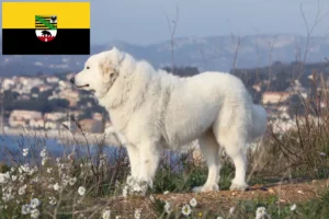 Read more about the article Pyrenean Mountain Dog Breeder and Puppies in Saxony-Anhalt