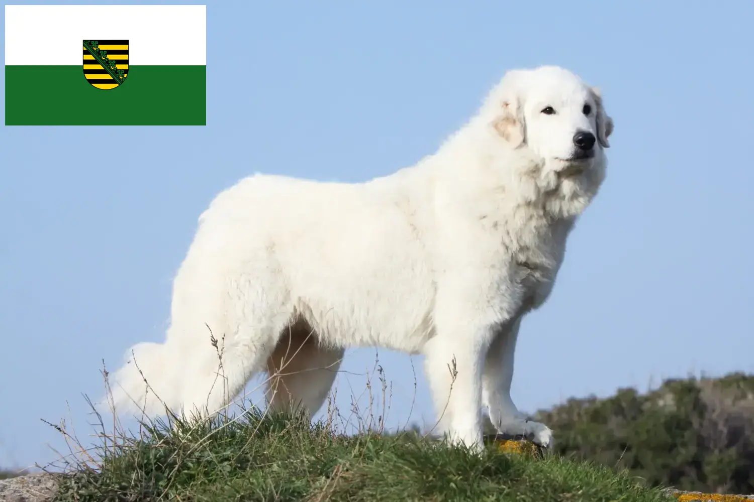 Read more about the article Pyrenean Mountain Dog Breeder and Puppies in Saxony