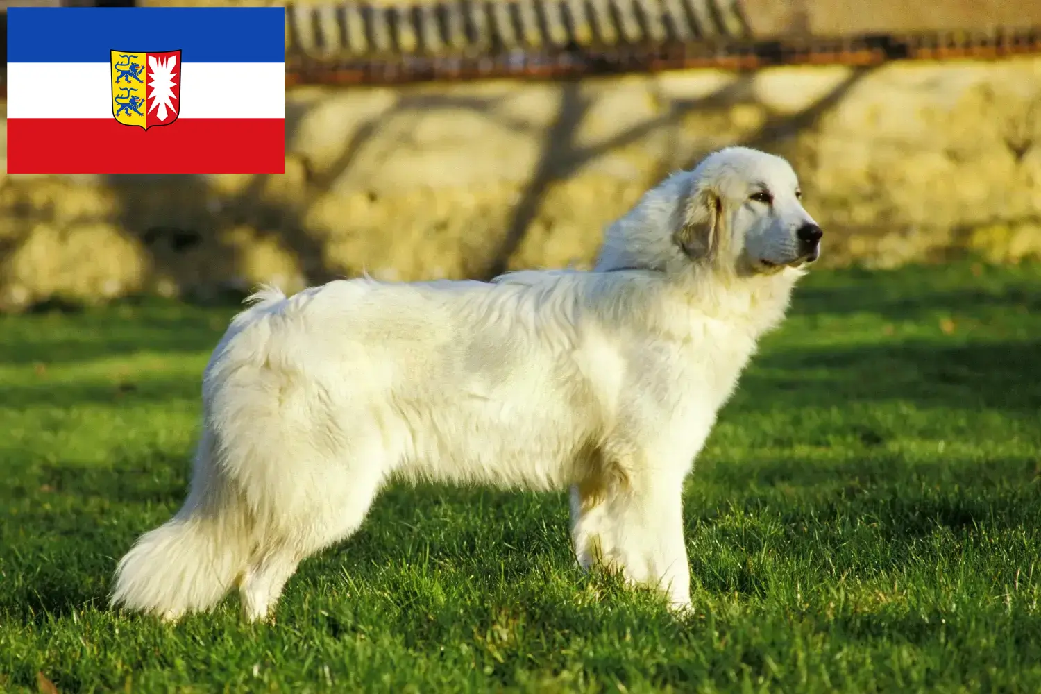 Read more about the article Pyrenean Mountain Dog Breeder and Puppies in Schleswig-Holstein