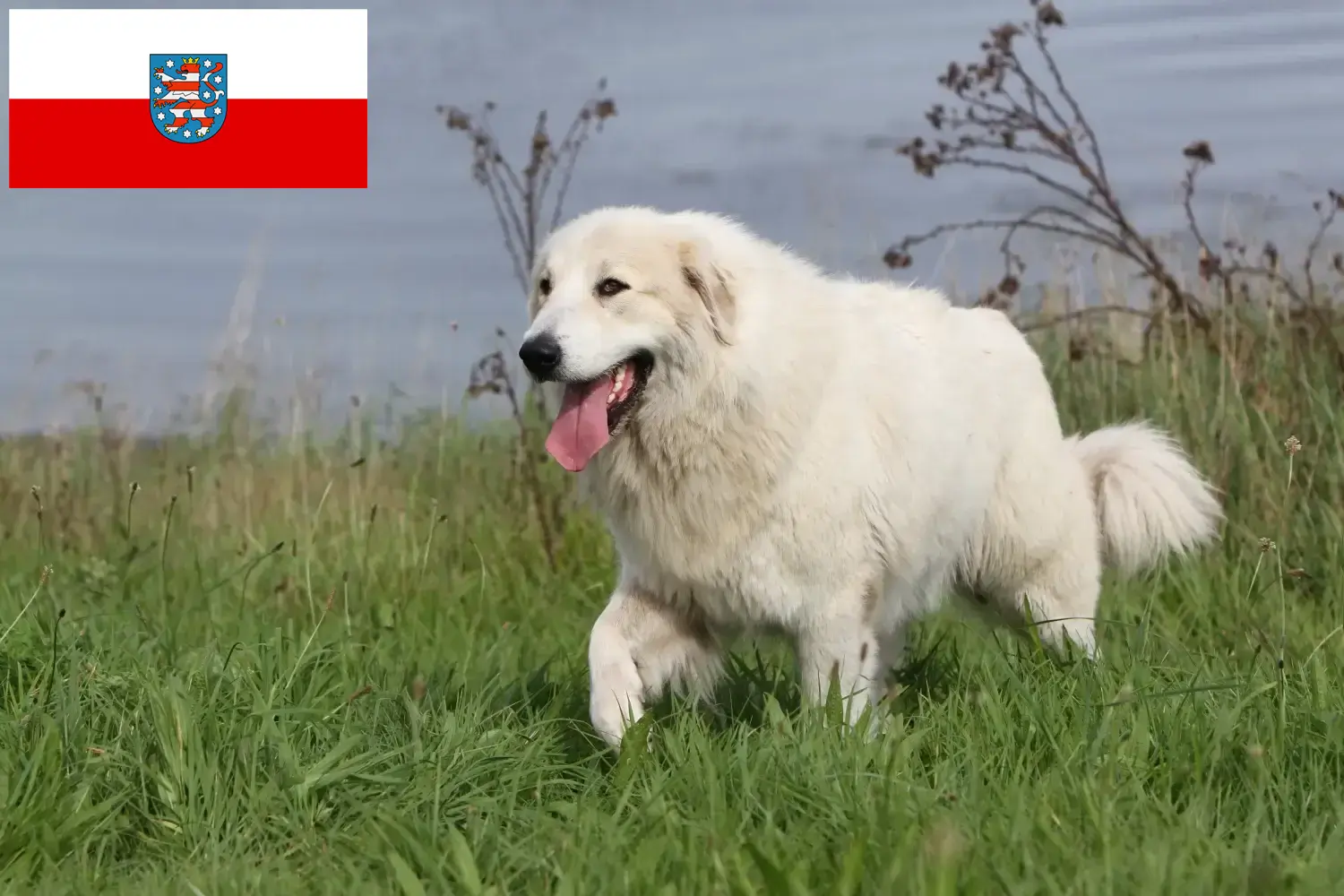 Read more about the article Pyrenean Mountain Dog Breeder and Puppies in Thuringia