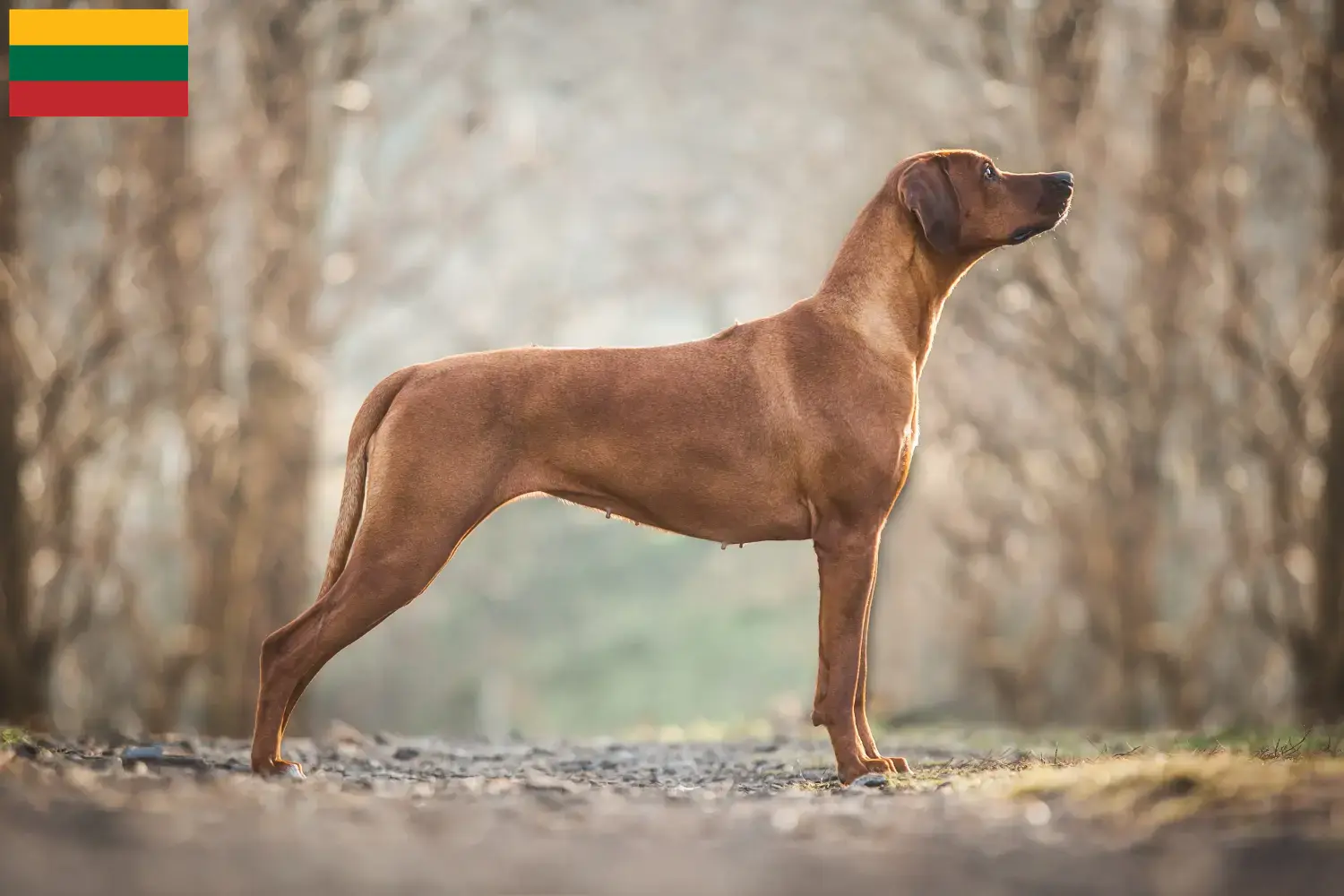 Read more about the article Rhodesian Ridgeback breeders and puppies in Lithuania