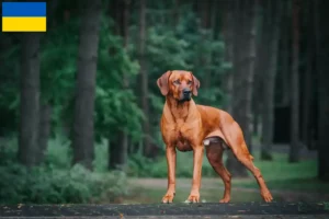 Read more about the article Rhodesian Ridgeback breeders and puppies in Ukraine