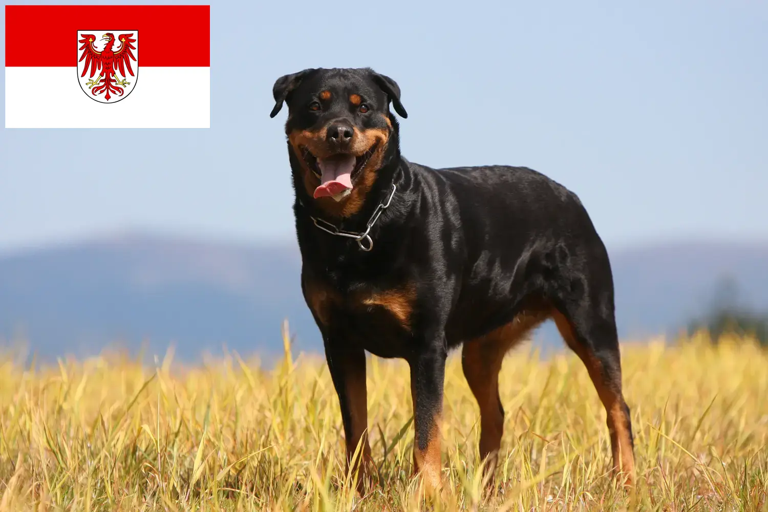 Read more about the article Rottweiler breeders and puppies in Brandenburg