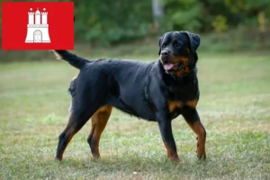 Read more about the article Rottweiler breeders and puppies in Hamburg