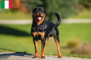 Read more about the article Rottweiler breeders and puppies in Italy