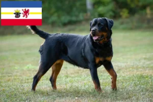 Read more about the article Rottweiler breeders and puppies in Mecklenburg-Vorpommern