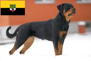 Read more about the article Rottweiler breeders and puppies in Saxony-Anhalt