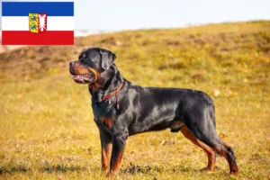 Read more about the article Rottweiler breeders and puppies in Schleswig-Holstein