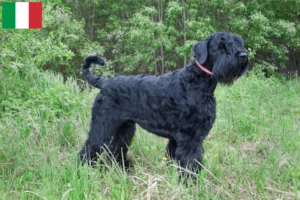 Read more about the article Russian Black Terrier Breeder and Puppies in Italy