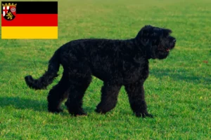 Read more about the article Russian Black Terrier breeders and puppies in Rhineland-Palatinate