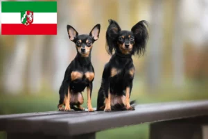 Read more about the article Russkiy Toy breeders and puppies in North Rhine-Westphalia