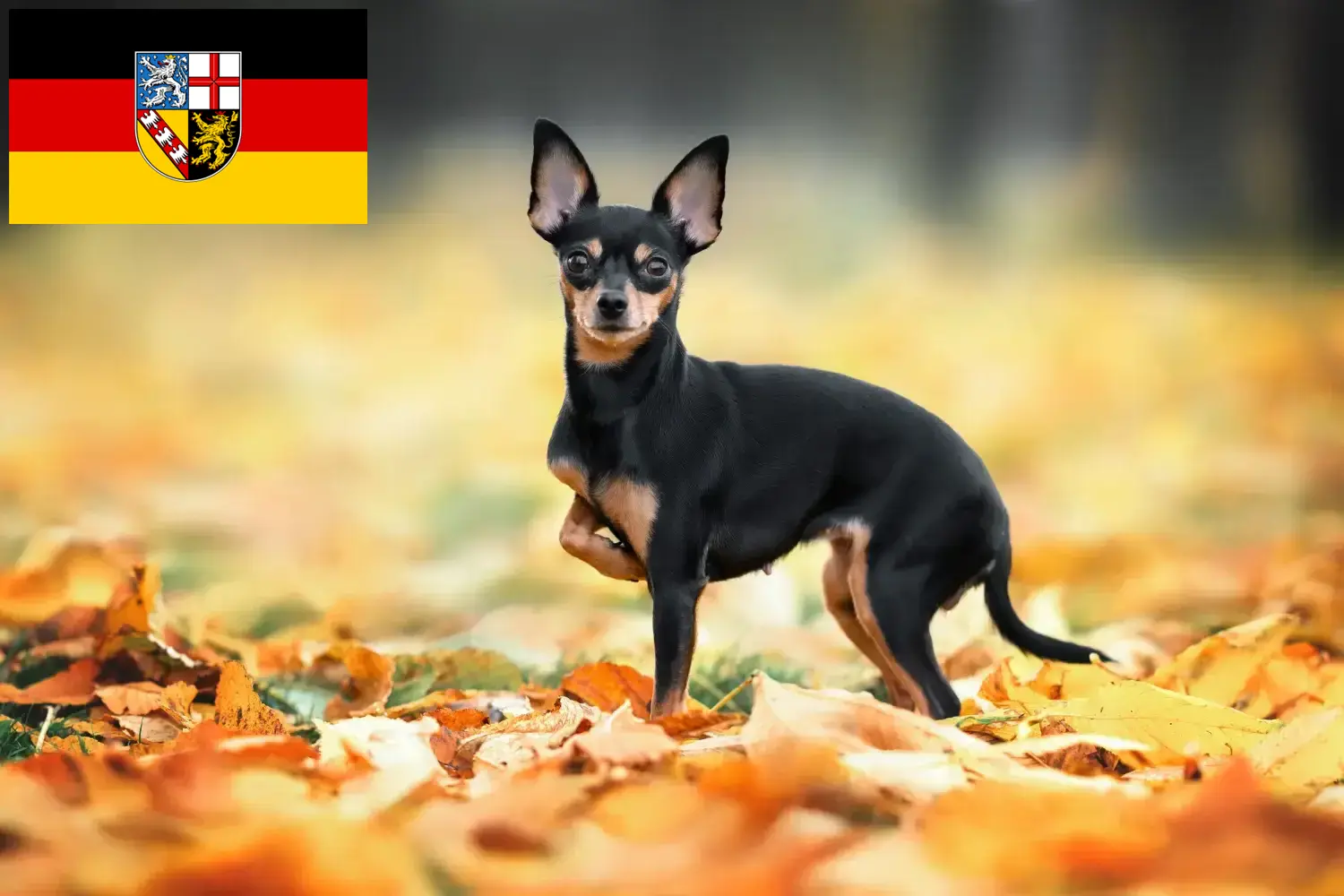 Read more about the article Russkiy Toy breeders and puppies in Saarland