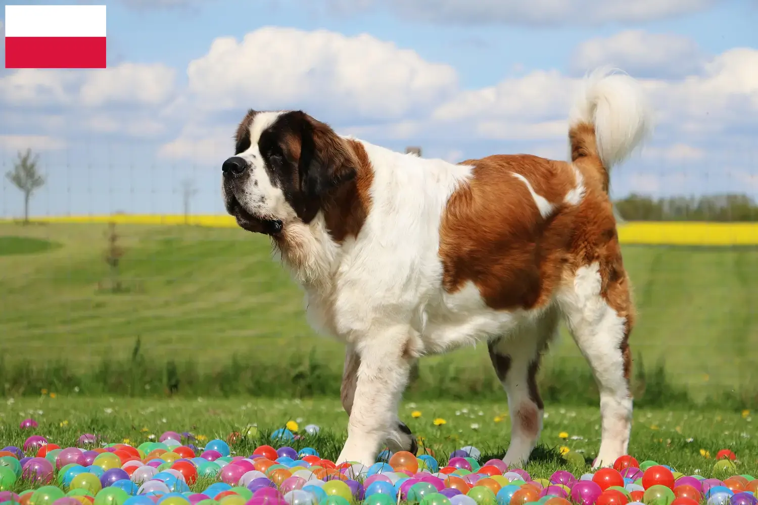 Read more about the article Saint Bernard breeders and puppies in Poland