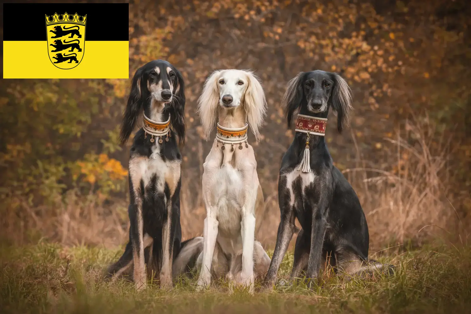 Read more about the article Saluki breeders and puppies in Baden-Württemberg