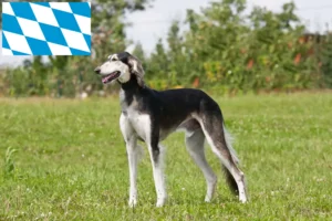 Read more about the article Saluki breeders and puppies in Bavaria