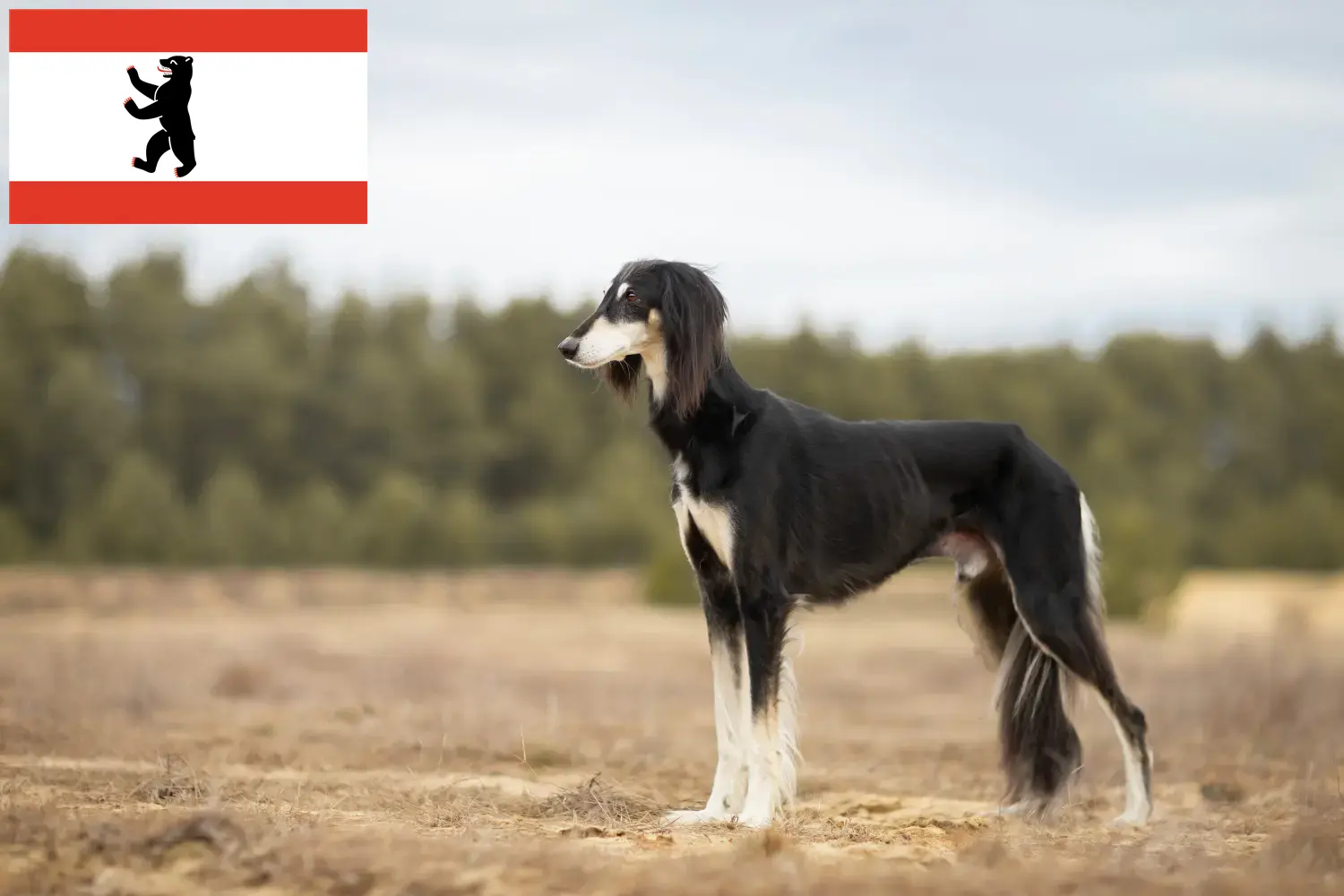 Read more about the article Saluki breeders and puppies in Berlin