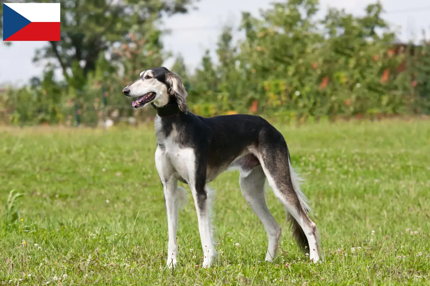 Read more about the article Saluki breeders and puppies in the Czech Republic