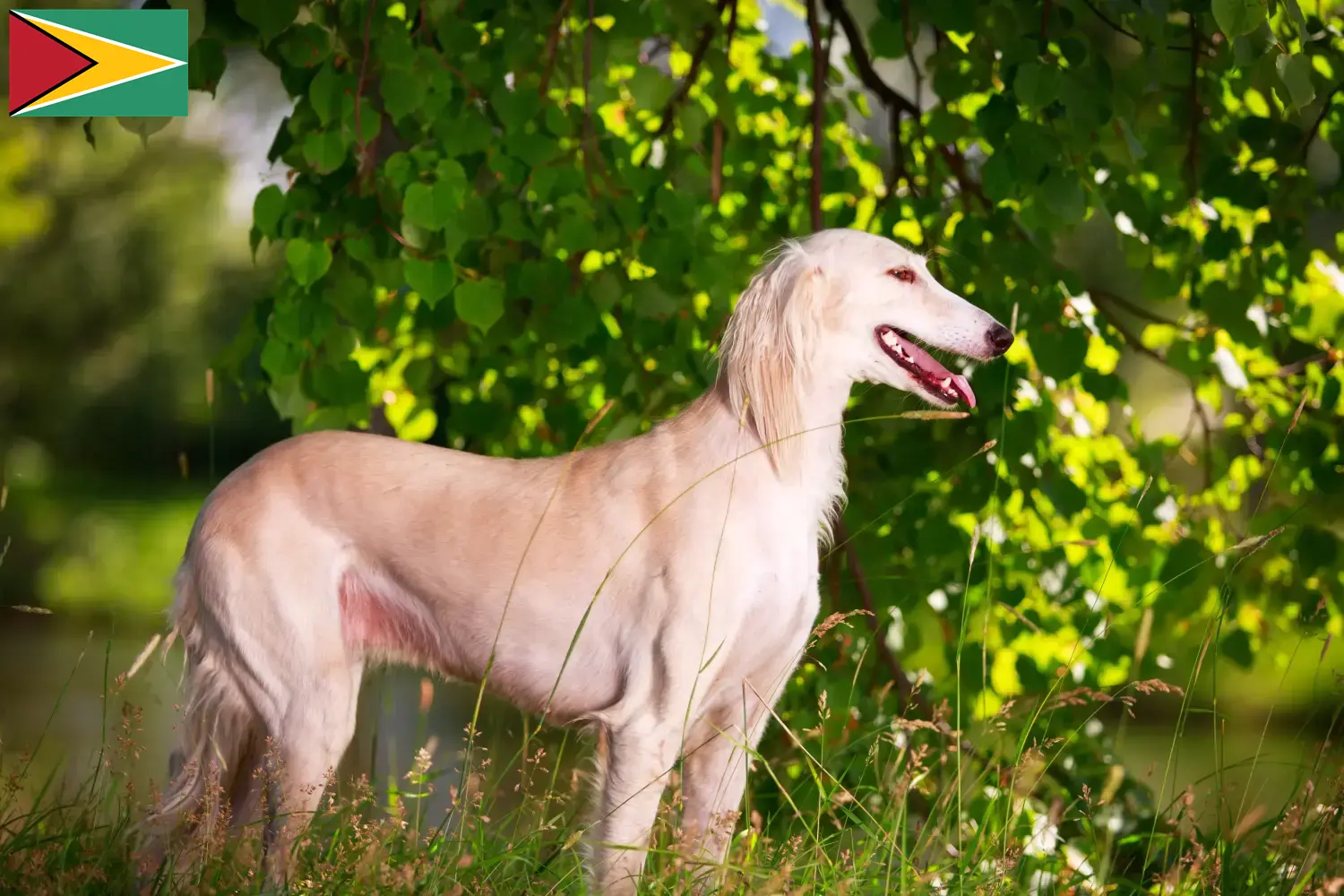 Read more about the article Saluki breeders and puppies in Guyana