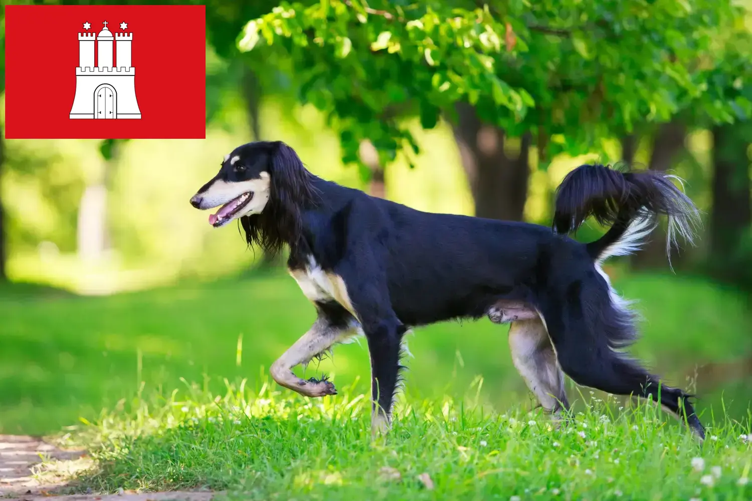 Read more about the article Saluki breeders and puppies in Hamburg