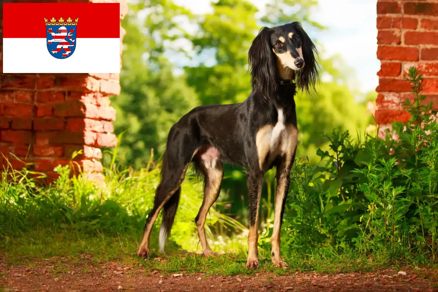 Read more about the article Saluki breeders and puppies in Hessen