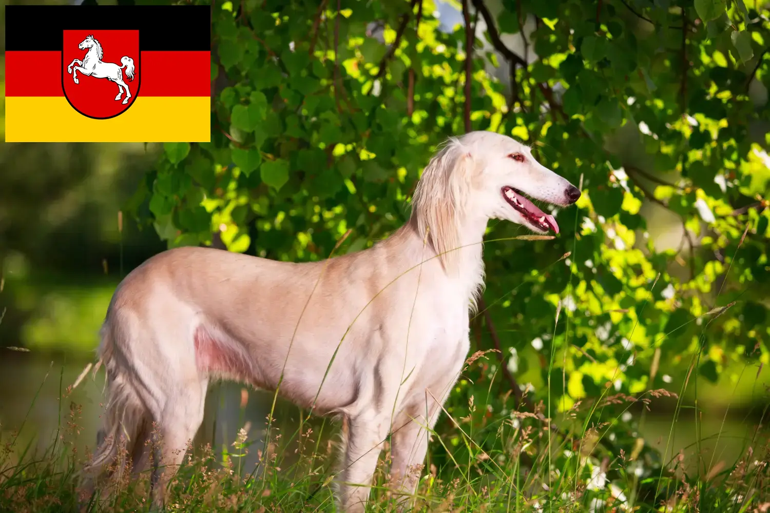 Read more about the article Saluki breeders and puppies in Lower Saxony