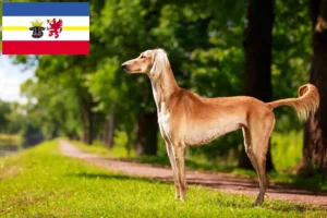Read more about the article Saluki breeders and puppies in Mecklenburg-Vorpommern