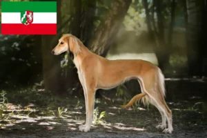 Read more about the article Saluki breeders and puppies in North Rhine-Westphalia