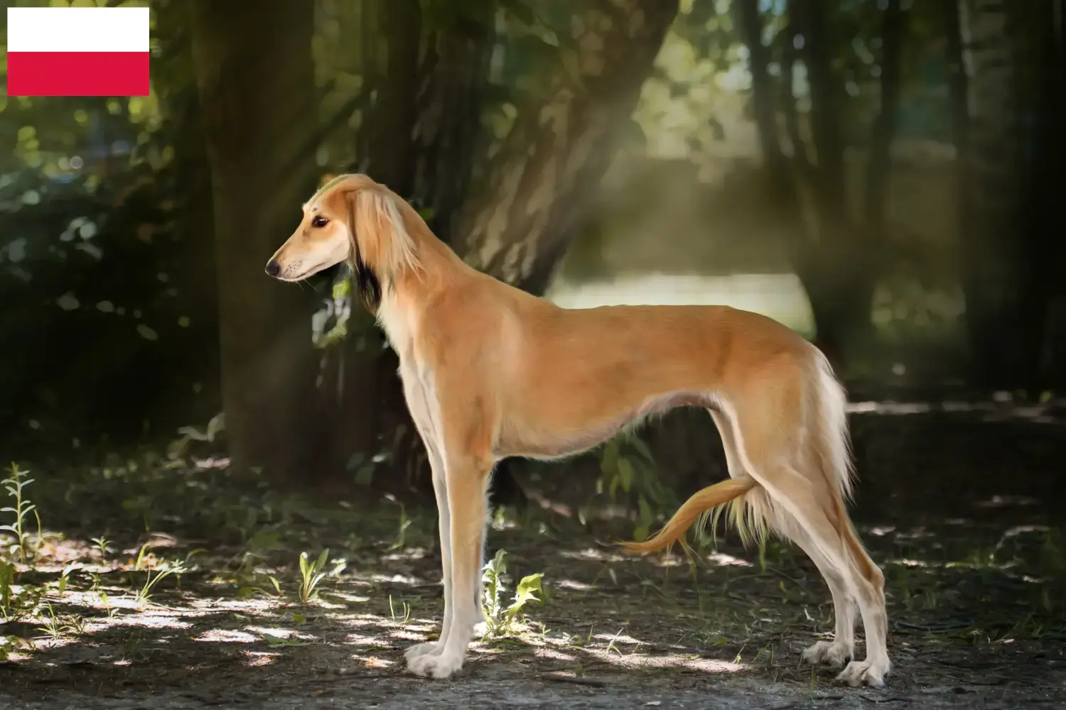 Read more about the article Saluki breeders and puppies in Poland