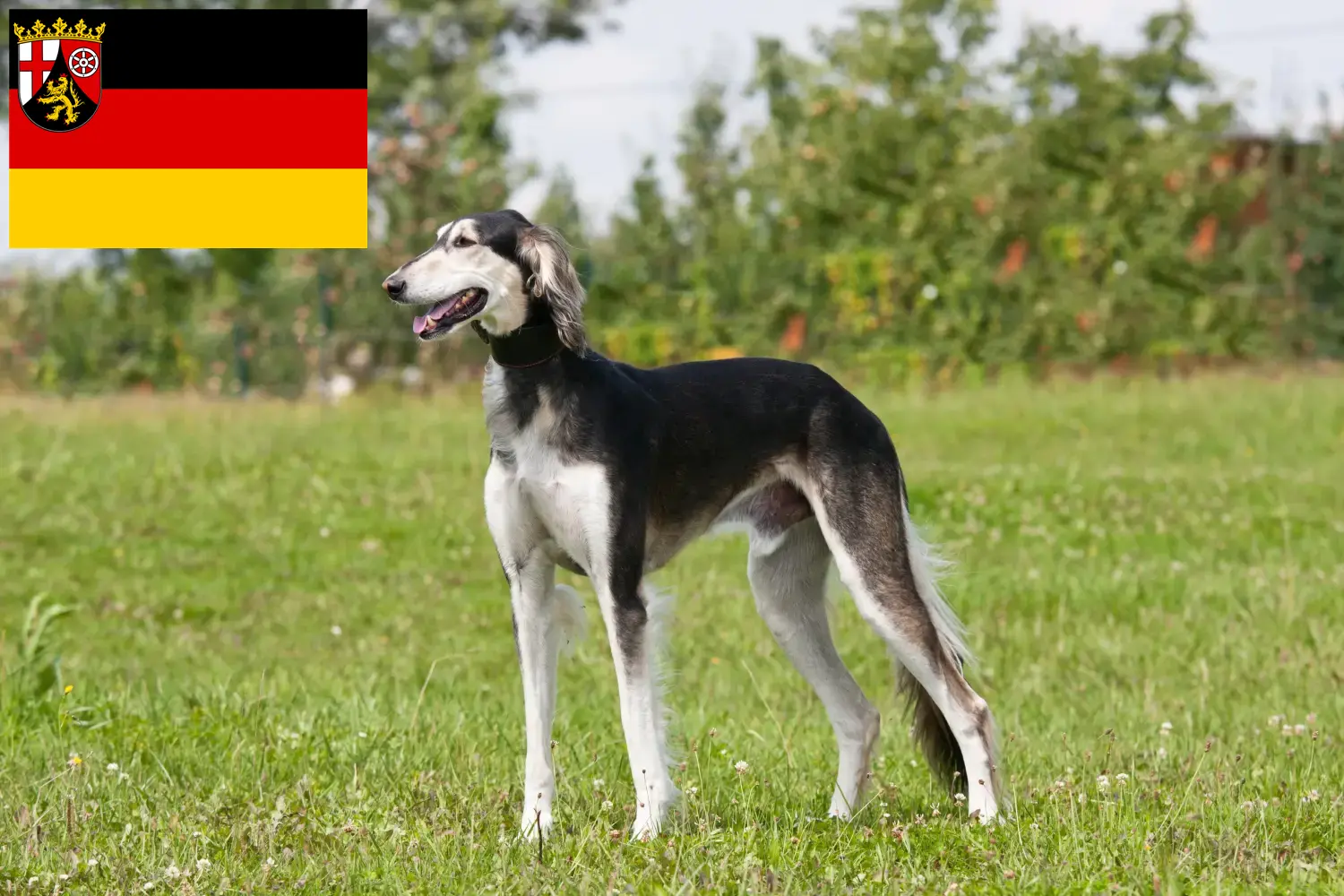 Read more about the article Saluki breeders and puppies in Rhineland-Palatinate