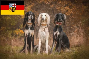 Read more about the article Saluki breeders and puppies in Saarland