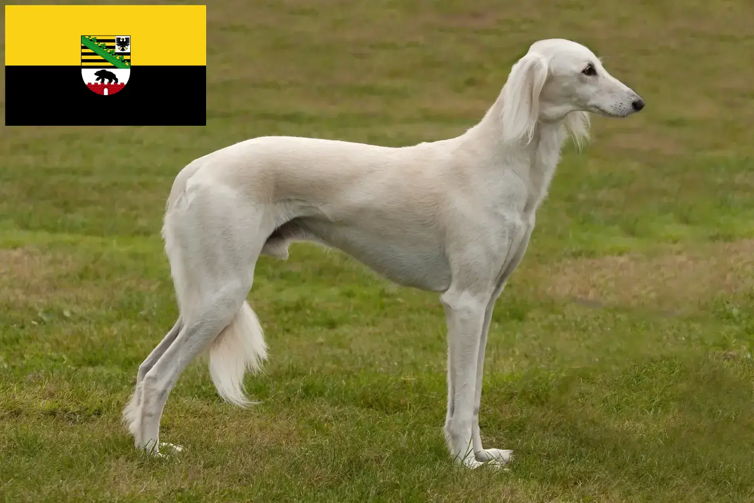Read more about the article Saluki breeders and puppies in Saxony-Anhalt
