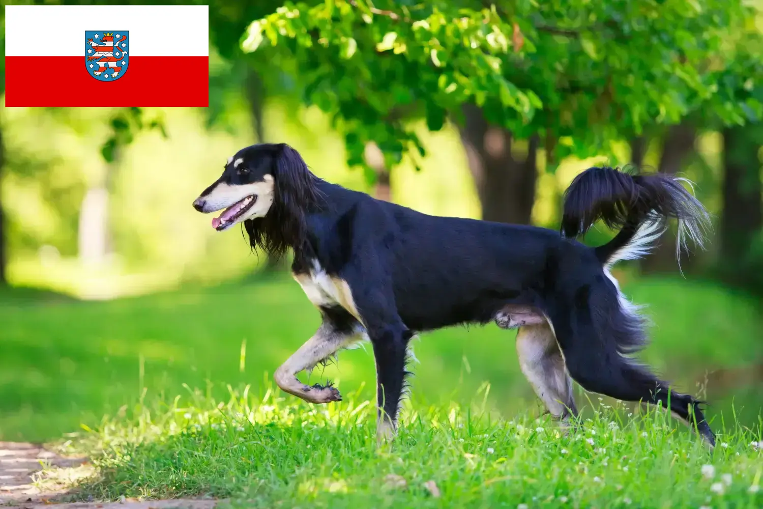 Read more about the article Saluki breeders and puppies in Thuringia