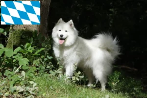 Read more about the article Samoyed breeders and puppies in Bavaria